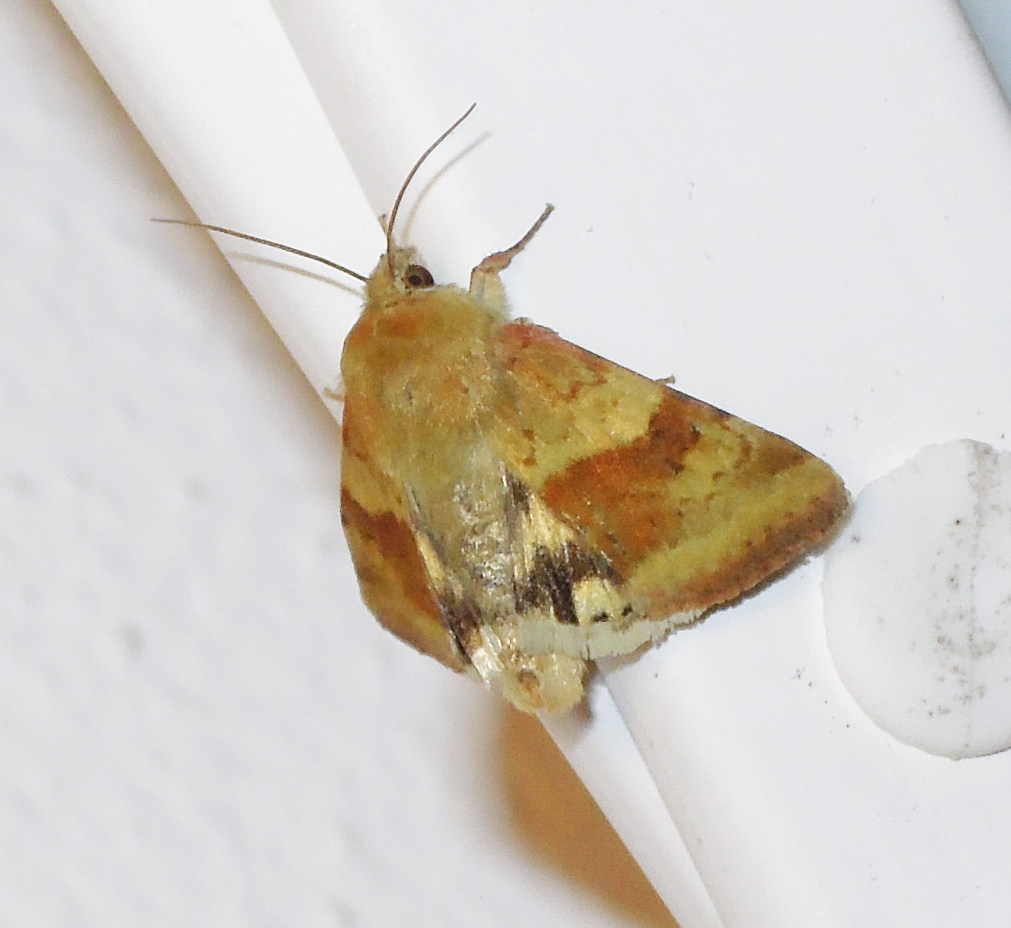 falena da id - Heliothis viriplaca